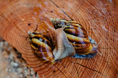 Snail crawling along a path next to wet grass. Close up of the snail taken from side view. Snail has some grass stuck to its shell. Snail is moving into the wet grass.