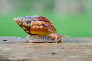 Snail crawling along a path next to wet grass. Close up of the snail taken from side view. Snail has some grass stuck to its shell. Snail is moving into the wet grass.