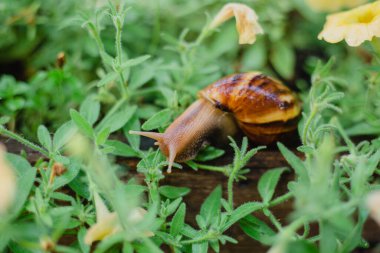 Snail crawling along a path next to wet grass. Close up of the snail taken from side view. Snail has some grass stuck to its shell. Snail is moving into the wet grass.