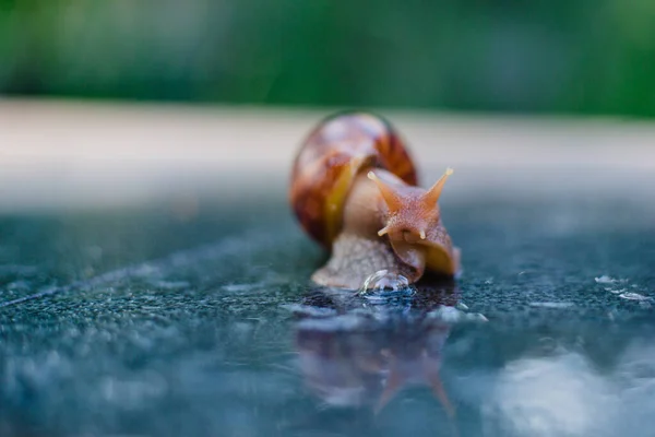 Snail Crawling Path Next Wet Grass Close Snail Taken Side — Stock Photo, Image