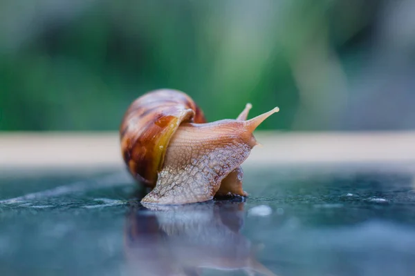 Snail Crawling Path Next Wet Grass Close Snail Taken Side — Stock Photo, Image