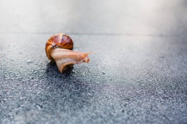Snail crawling along a path next to wet grass. Close up of the snail taken from side view. Snail has some grass stuck to its shell. Snail is moving into the wet grass.