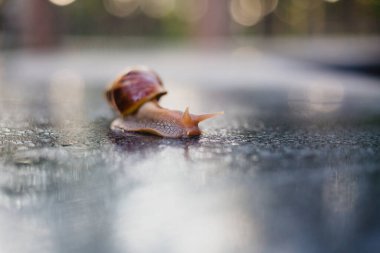 Snail crawling along a path next to wet grass. Close up of the snail taken from side view. Snail has some grass stuck to its shell. Snail is moving into the wet grass.