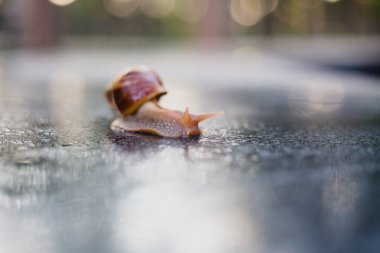 Snail crawling along a path next to wet grass. Close up of the snail taken from side view. Snail has some grass stuck to its shell. Snail is moving into the wet grass.