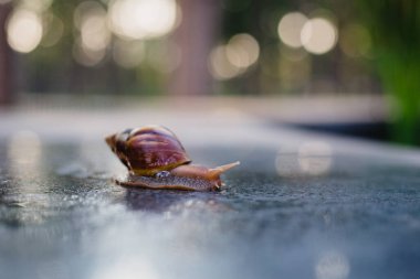 Snail crawling along a path next to wet grass. Close up of the snail taken from side view. Snail has some grass stuck to its shell. Snail is moving into the wet grass.