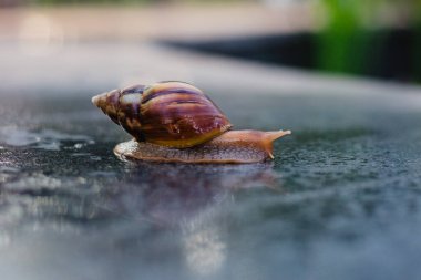 Snail crawling along a path next to wet grass. Close up of the snail taken from side view. Snail has some grass stuck to its shell. Snail is moving into the wet grass.