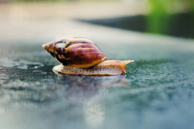 Snail crawling along a path next to wet grass. Close up of the snail taken from side view. Snail has some grass stuck to its shell. Snail is moving into the wet grass.