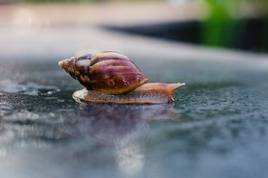 Snail crawling along a path next to wet grass. Close up of the snail taken from side view. Snail has some grass stuck to its shell. Snail is moving into the wet grass.