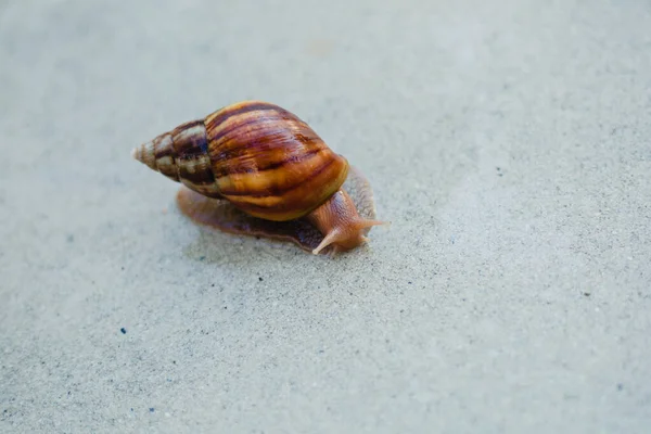 Snail Crawling Path Next Wet Grass Close Snail Taken Side — Stock Photo, Image