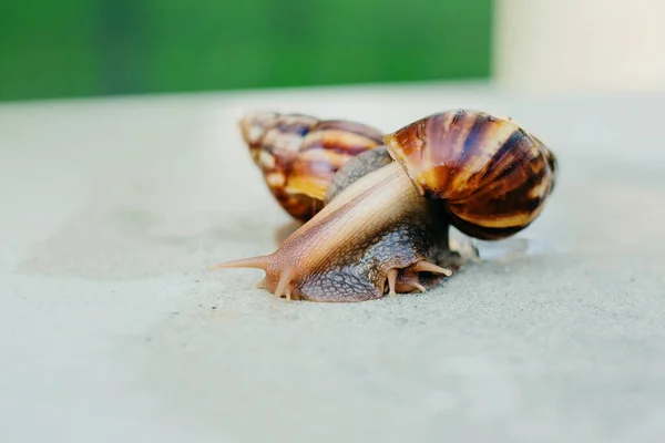 Snail Crawling Path Next Wet Grass Close Snail Taken Side — Stock Photo, Image