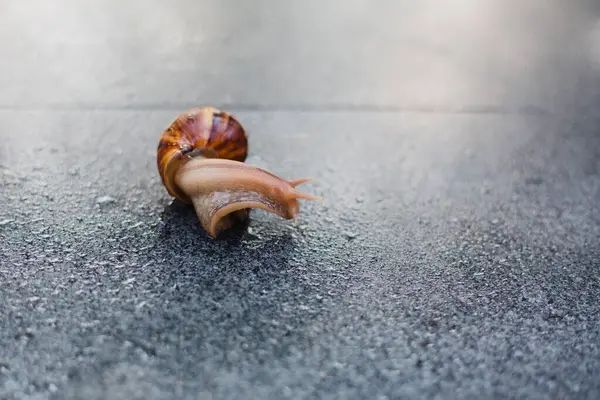 Snail Crawling Path Next Wet Grass Close Snail Taken Side — Stock Photo, Image