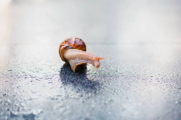 蜗牛沿着潮湿的草地旁边的小路爬行 靠近从侧面看去的蜗牛 蜗牛的壳上粘着一些草 蜗牛在潮湿的草地上飞舞 — 图库照片