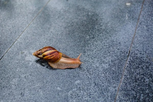 Caracol Rastejando Longo Caminho Lado Grama Molhada Feche Caracol Retirado — Fotografia de Stock