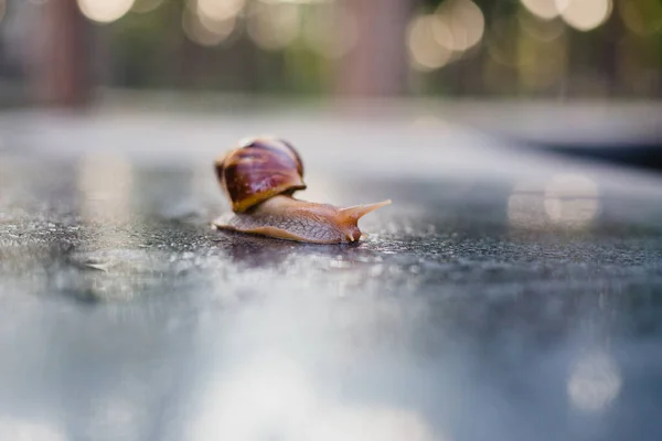 Snail Crawling Path Next Wet Grass Close Snail Taken Side — Stock Photo, Image