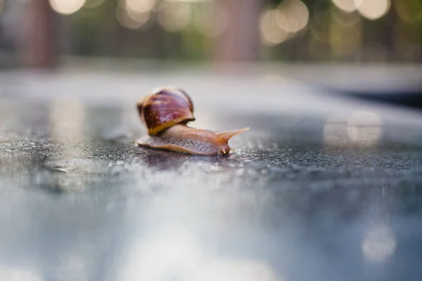 Escargot Rampant Long Chemin Côté Herbe Humide Gros Plan Escargot — Photo