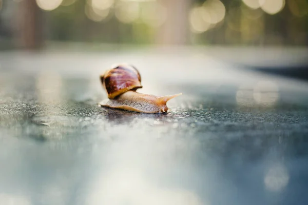 Snail Crawling Path Next Wet Grass Close Snail Taken Side — Stock Photo, Image