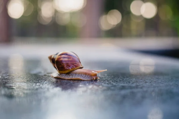 Snail Crawling Path Next Wet Grass Close Snail Taken Side — Stock Photo, Image