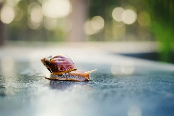 Snail Crawling Path Next Wet Grass Close Snail Taken Side — Stock Photo, Image