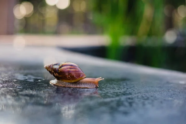 Snail Crawling Path Next Wet Grass Close Snail Taken Side — Stock Photo, Image