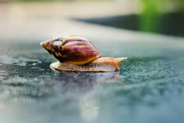 Snail Crawling Path Next Wet Grass Close Snail Taken Side — Stock Photo, Image