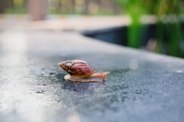 Snail Crawling Path Next Wet Grass Close Snail Taken Side — Stock Photo, Image