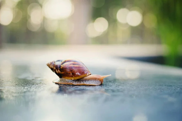 Snail Crawling Path Next Wet Grass Close Snail Taken Side — Stock Photo, Image