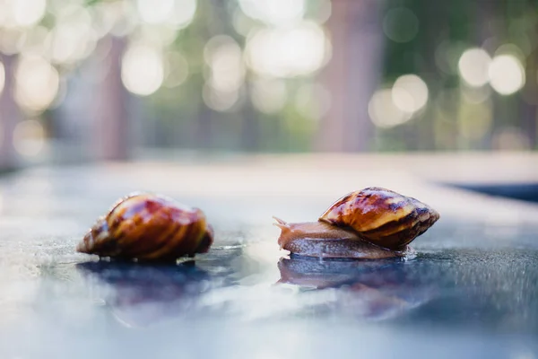 Caracol Arrastrándose Largo Camino Junto Hierba Húmeda Primer Plano Del — Foto de Stock