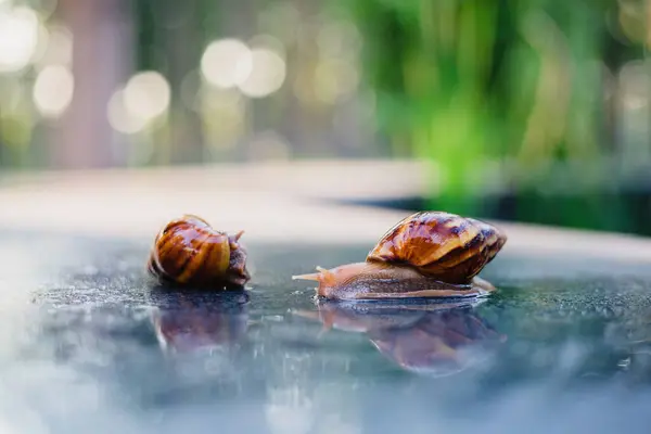 Snail Crawling Path Next Wet Grass Close Snail Taken Side — Stock Photo, Image