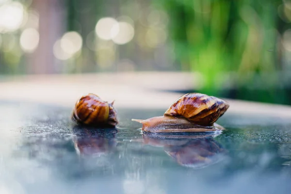 Snail Crawling Path Next Wet Grass Close Snail Taken Side — Stock Photo, Image