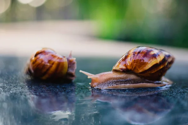 Snail Crawling Path Next Wet Grass Close Snail Taken Side — Stock Photo, Image