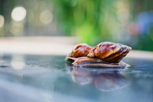 Snail Crawling Path Next Wet Grass Close Snail Taken Side — Stock Photo, Image