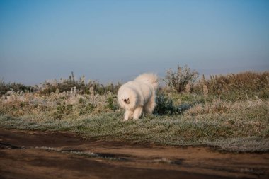 Samoyed beyaz köpek ağızlığı. Yaklaş.