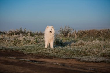 Samoyed beyaz köpek ağızlığı. Yaklaş.
