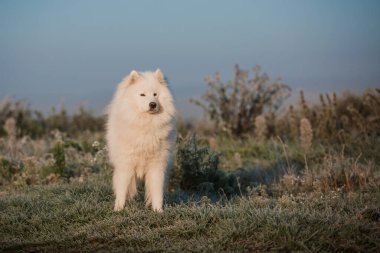 Samoyed beyaz köpek ağızlığı. Yaklaş.