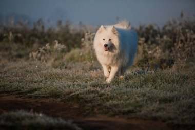 Samoyed beyaz köpek ağızlığı. Yaklaş.