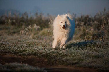 Samoyed beyaz köpek ağızlığı. Yaklaş.