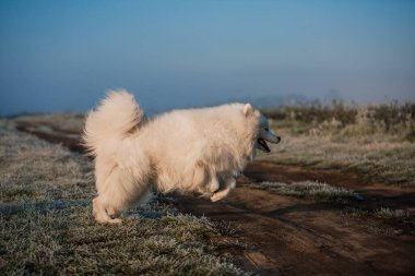 Samoyed beyaz köpek ağızlığı. Yaklaş.