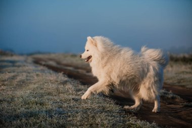 Samoyed beyaz köpek ağızlığı. Yaklaş.