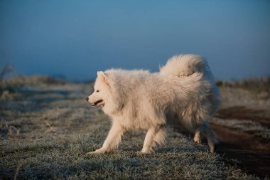 Samoyed beyaz köpek ağızlığı. Yaklaş.