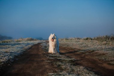 Samoyed beyaz köpek ağızlığı. Yaklaş.