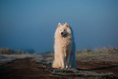 Samoyed beyaz köpek ağızlığı. Yaklaş.