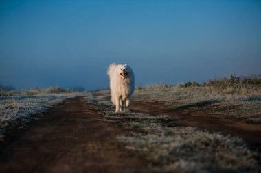 Samoyed beyaz köpek ağızlığı. Yaklaş.