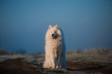 Samoyed beyaz köpek ağızlığı. Yaklaş.