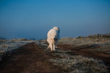 Samoyed beyaz köpek ağızlığı. Yaklaş.