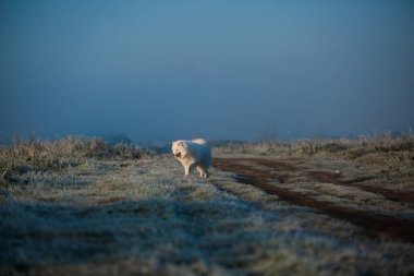 Samoyed beyaz köpek ağızlığı. Yaklaş.