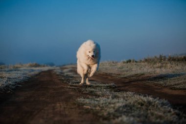 Samoyed beyaz köpek ağızlığı. Yaklaş.