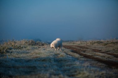 Samoyed beyaz köpek ağızlığı. Yaklaş.