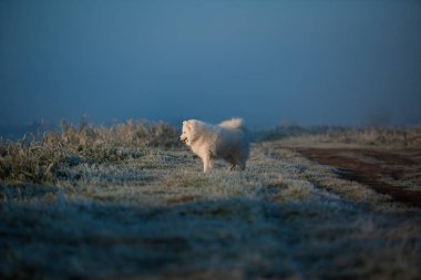Samoyed beyaz köpek ağızlığı. Yaklaş.