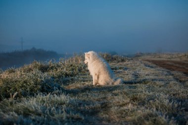 Samoyed beyaz köpek ağızlığı. Yaklaş.