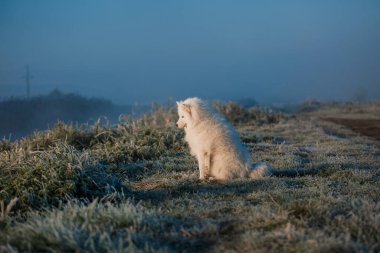 Samoyed beyaz köpek ağızlığı. Yaklaş.